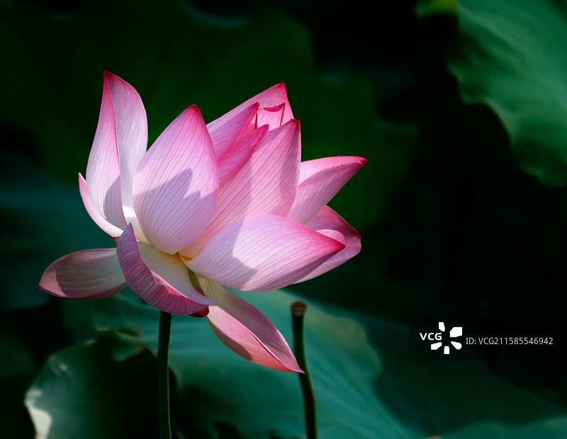 中国野生植物水生植物拍摄主题，室外公园荷塘湖水中清新美丽的荷叶，户外无人图像摄影图片素材
