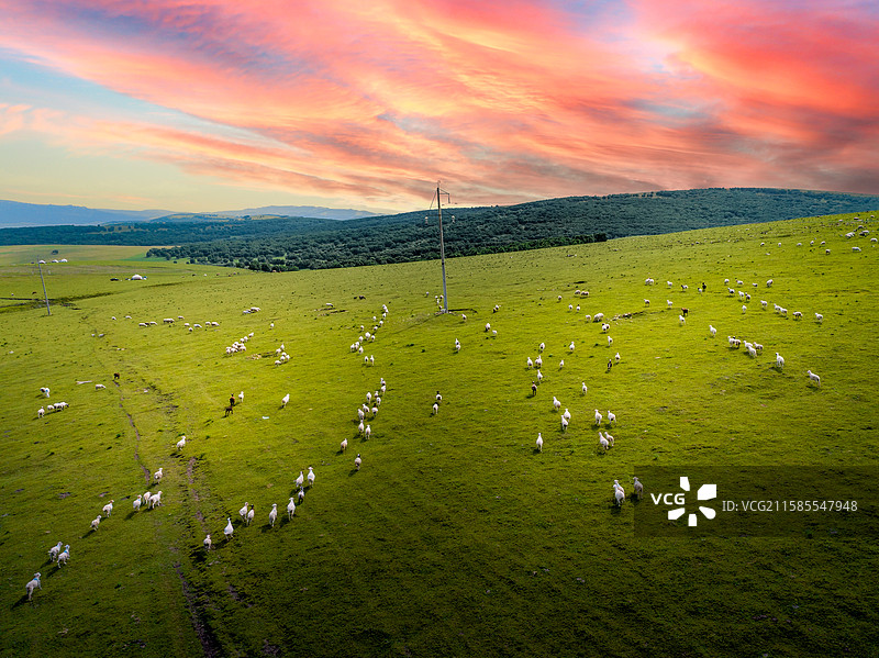 夕阳下草原上的羊群图片素材