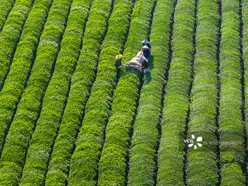 在江西省金溪县茶场，茶农们用采茶机采收秋茶。茶农们使用机器采茶、炒茶、包装，提高了劳动效率图片素材