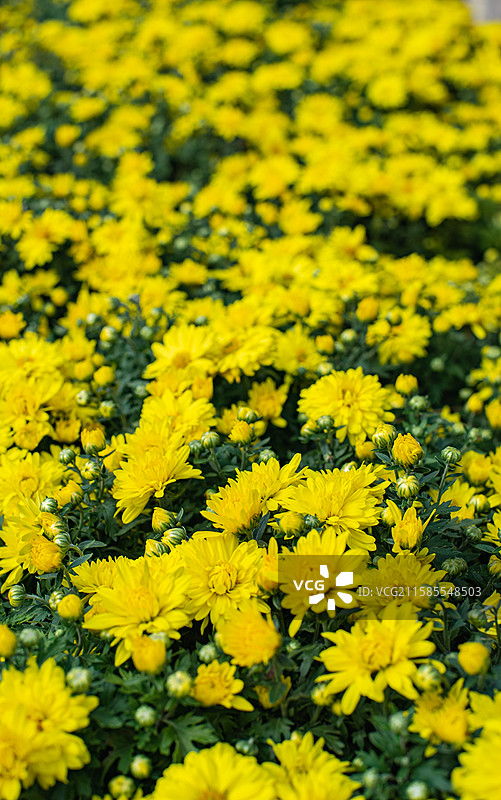 中国非都市风光拍摄主题，种植园里一片黄色的菊花雏菊栽培植物，户外白昼无人图像摄影图片素材