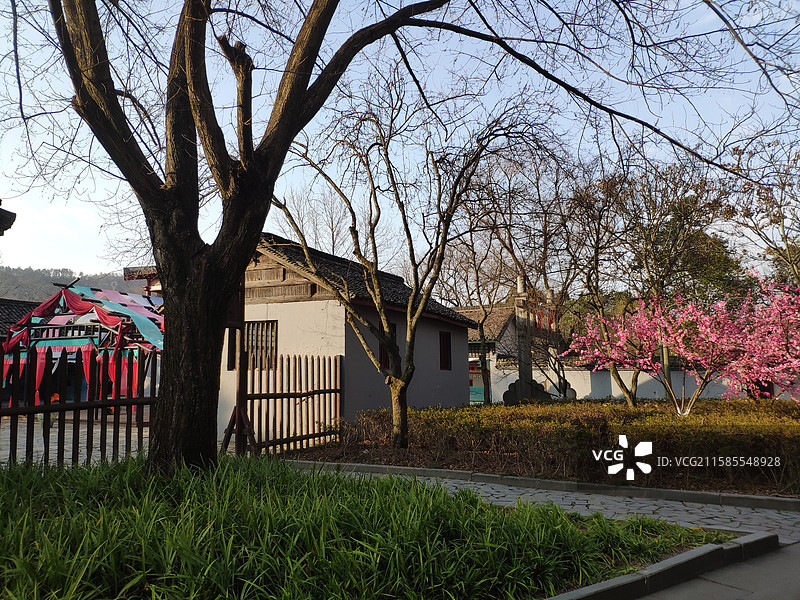 横店清明上河图景区的桃花和树木图片素材