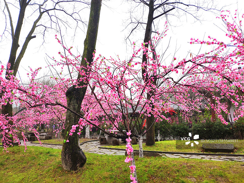 横店影视城清明上河图的桃树图片素材