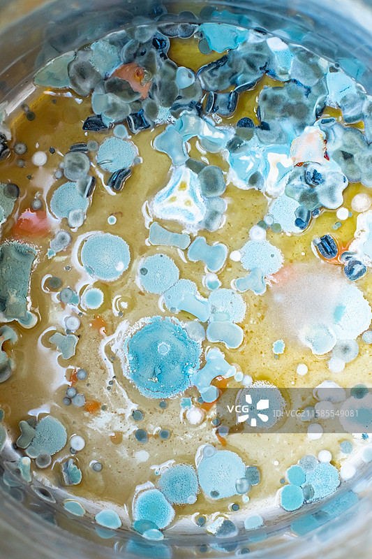 中国不锈钢盆子正在腐败长毛变质彩色腐烂的食物，发霉细菌病毒黄曲霉素彩色致癌症物样本，室内无人图像摄影图片素材