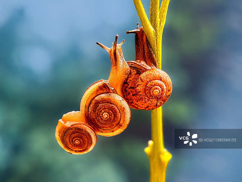 三兄弟图片素材