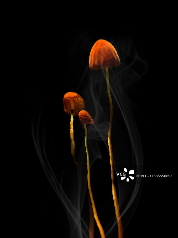 《影子》图片素材