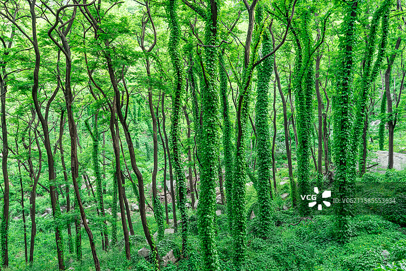 中国自然风光拍摄主题，山东泰安泰山汉东御道风景区，茂密的森林雨林和缠绕的爬山虎，户外白昼无人图像摄影图片素材