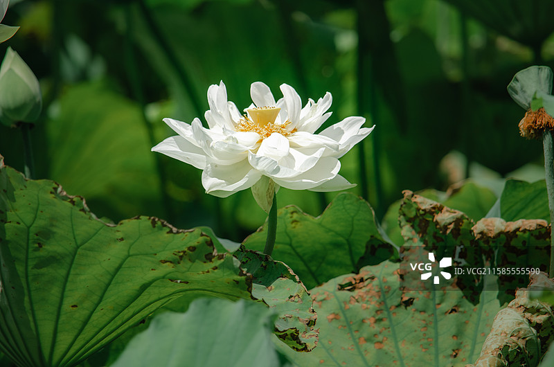 中国野生植物水生植物拍摄主题，城市公园荷塘湖水中清新美丽的白色荷花荷叶，户外白昼摄影无人图像摄影图片素材