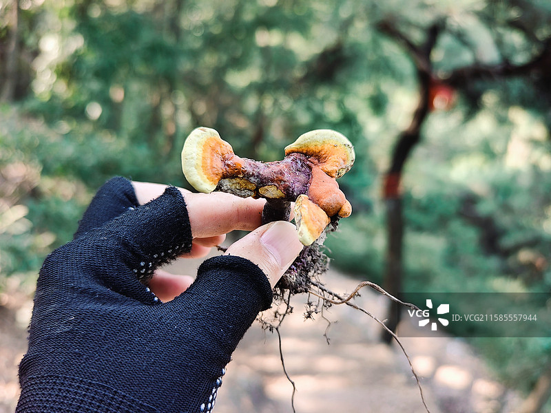莒县屋楼崮山上的灵芝图片素材