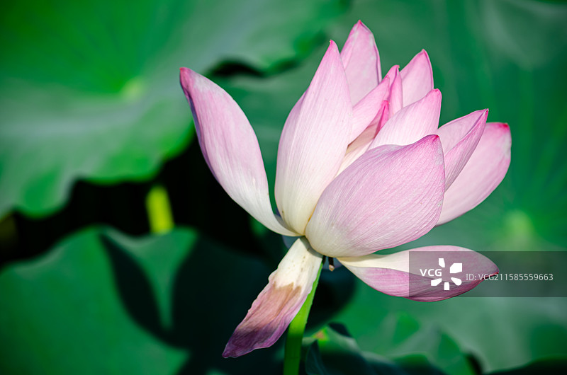 中国野生植物水生植物拍摄主题，夏天公园园林池塘荷塘湖水中绽放清新美丽荷花与荷叶，户外白昼无人图像摄影图片素材