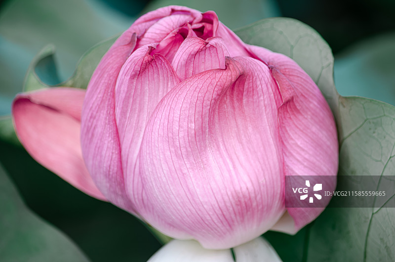 中国野生植物水生植物拍摄主题，夏天公园园林池塘荷塘湖水中绽放清新美丽荷花与荷叶，户外白昼无人图像摄影图片素材