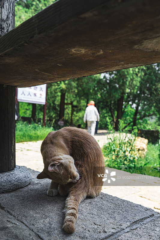 中国古代明朝风格传统建筑拍摄主题，木制亭子上趴着一只狸花猫野猫，户外白昼无人图像摄影图片素材
