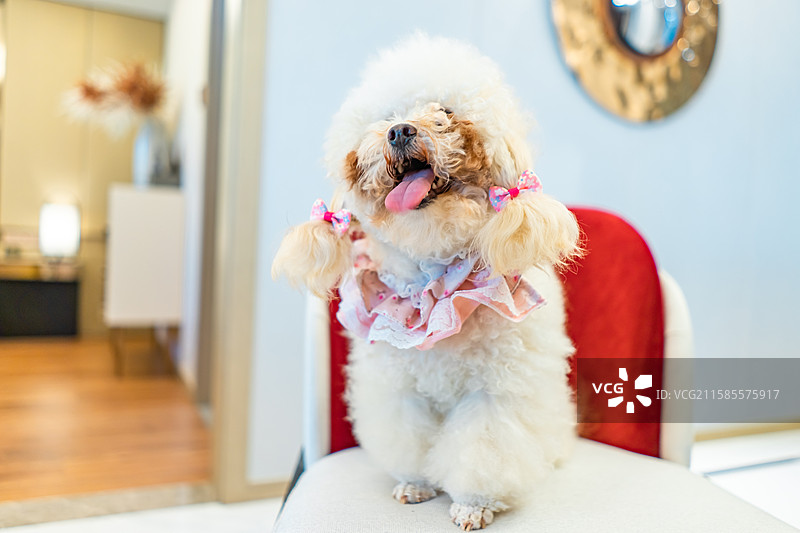 中国房地产家庭宠物拍摄主题，住宅内部环境，一只白色的可爱的比熊狗玩偶和小主人，户外白昼无人图像摄影图片素材