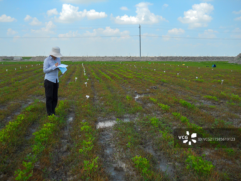 农田考察：科研人员记录作物生长情况图片素材