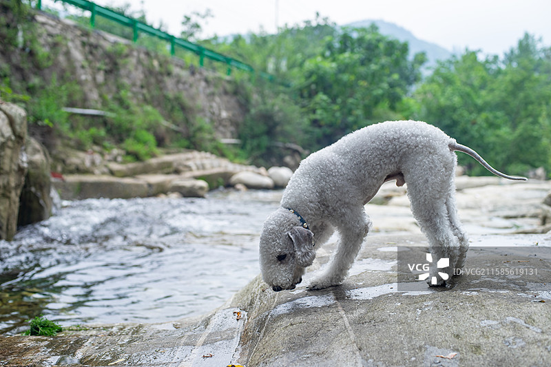 中国家庭宠物拍摄主题，一只白色的可爱的贝灵顿梗犬，户外白昼无人图像摄影图片素材