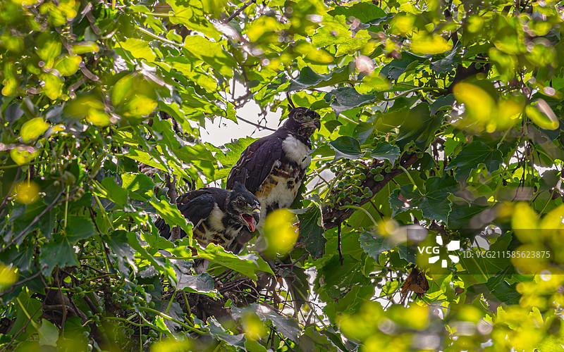 即将出巢的黑冠鹃隼雏鸟图片素材