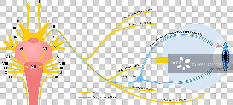 动眼神经海报图片素材