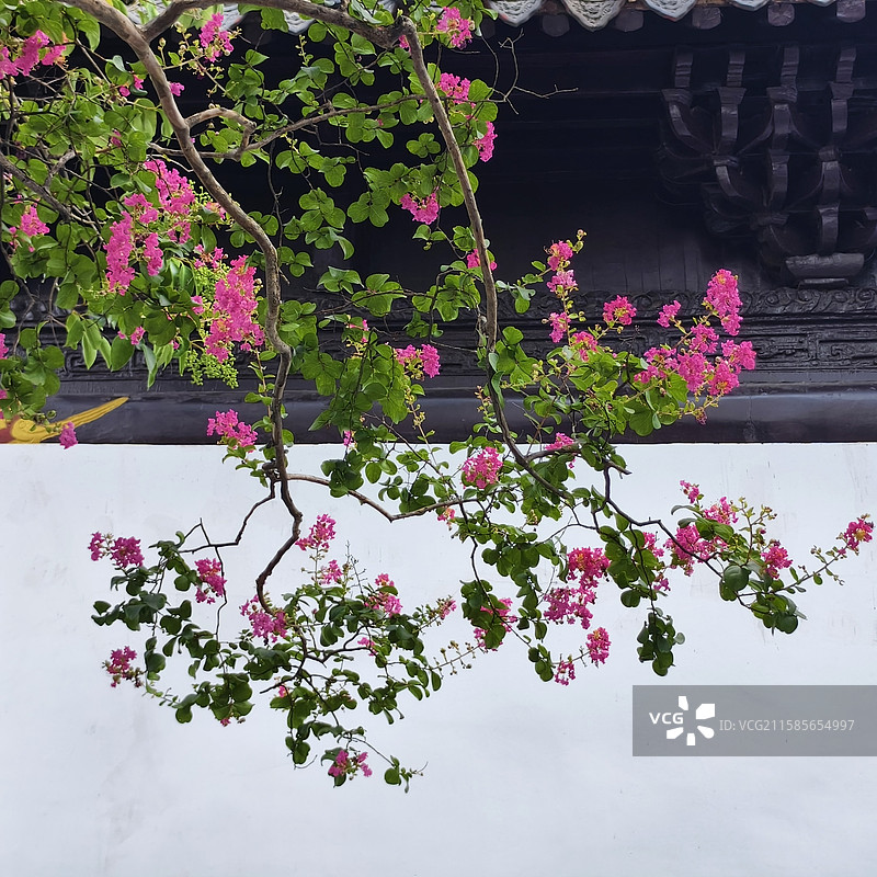 东坡赤壁的紫薇花图片素材