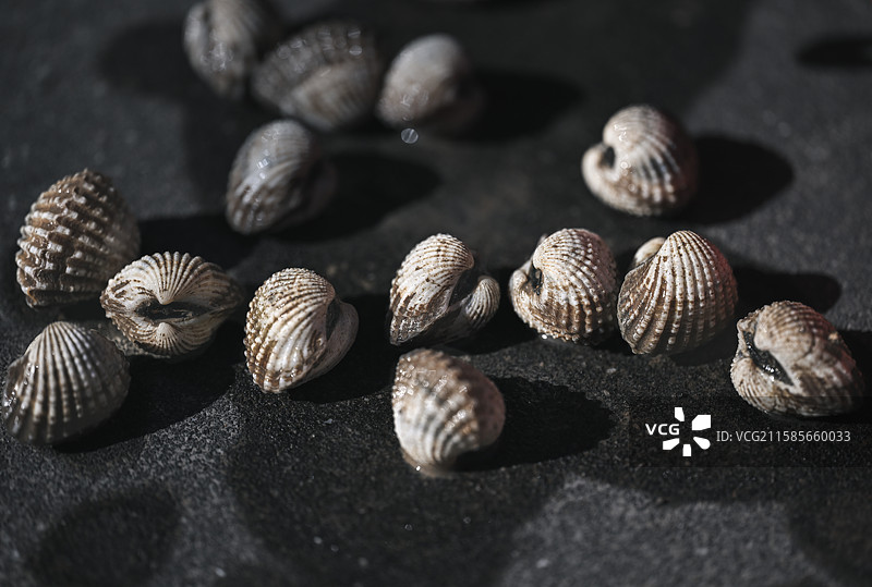 血蛤泥蚶血蚶特写图片素材