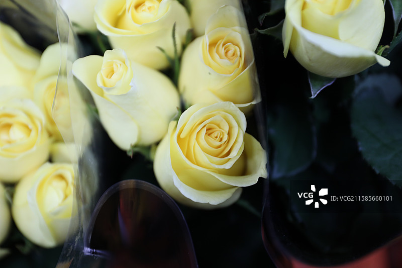 黄玫瑰特写镜头图片素材