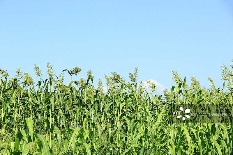 秋天田地里的高粱蓝天背景图片素材