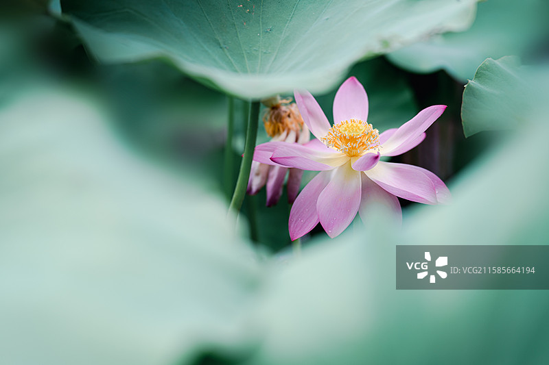 很久以前有人说我像荷花，那时年轻的我不明白是什么意思，现在的我也想知道什么意思，但我爱上了追荷花。图片素材