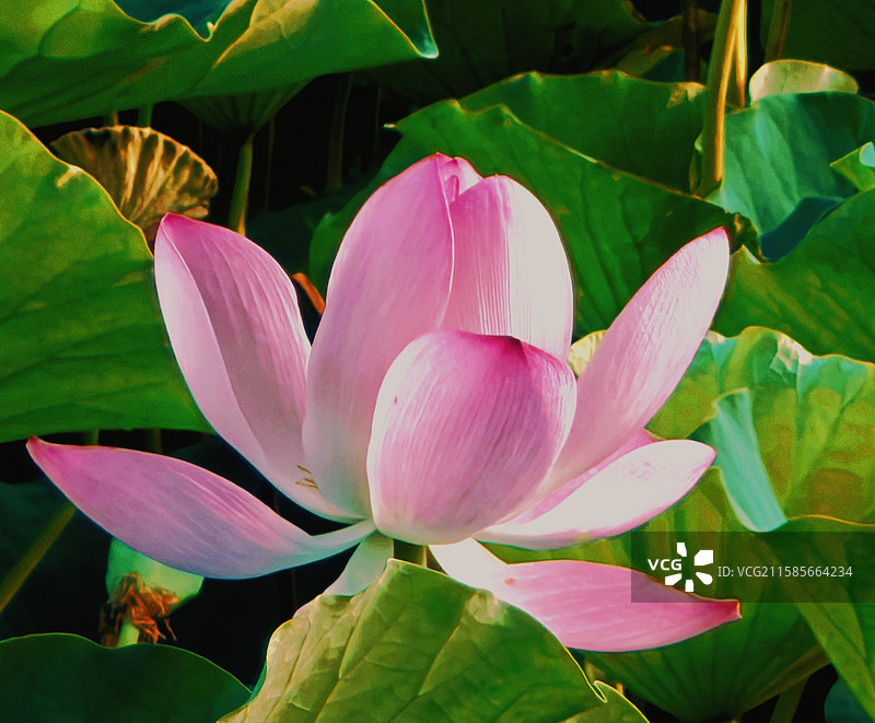 娇艳粉嫩的荷花图片素材