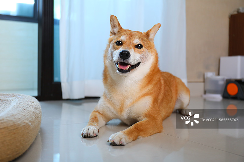室内窗前趴着的宠物狗柴犬图片素材