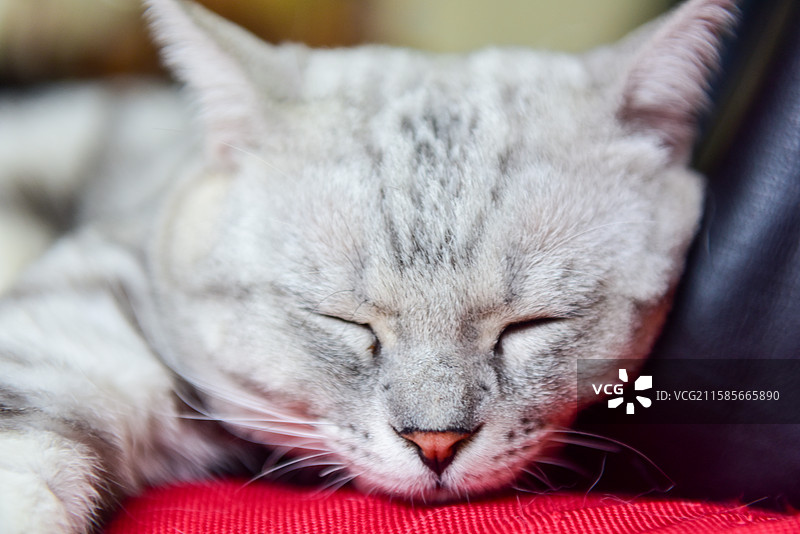灰色猫咪安静地躺在红色枕头上睡觉图片素材