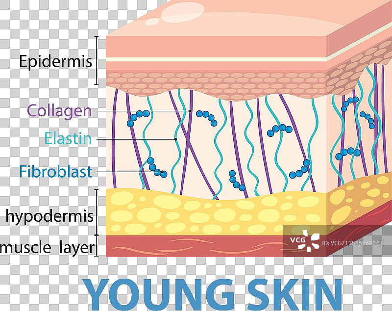 年轻肌肤的层次和成分图片素材
