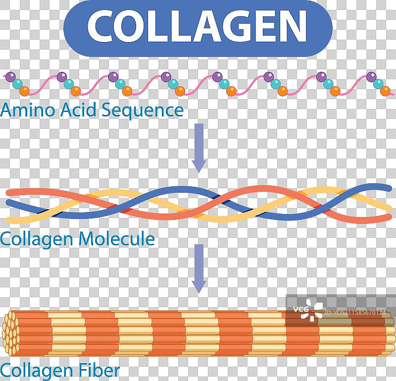 氨基酸合成胶原蛋白图片素材
