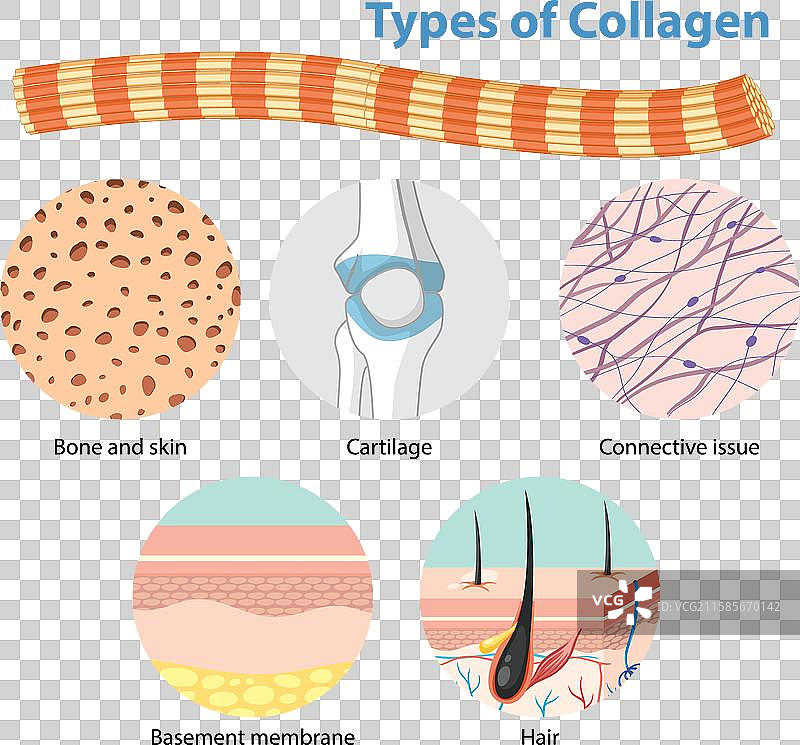 不同组织中的胶原蛋白类型图片素材