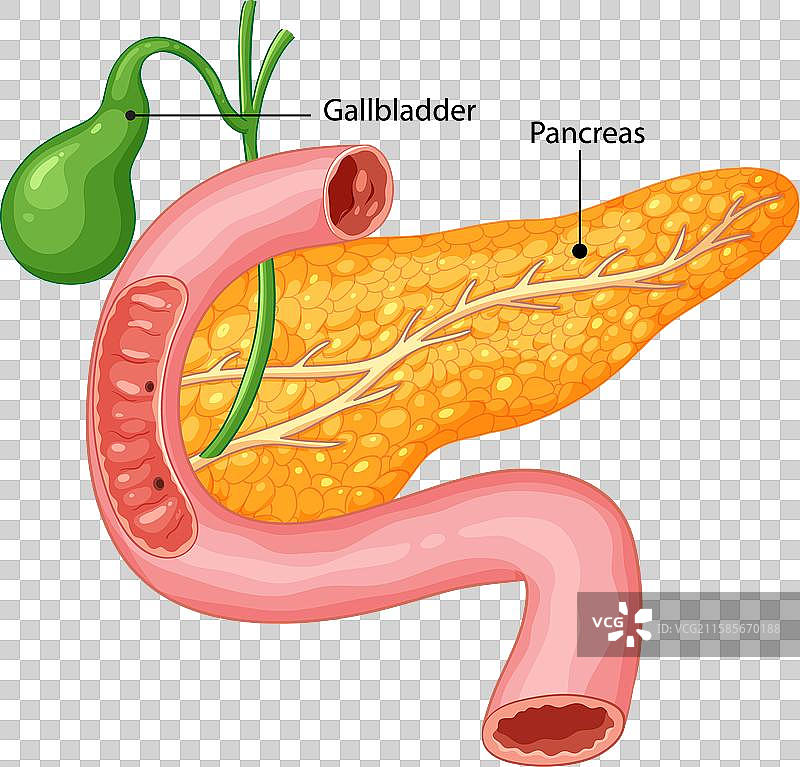 胆囊和胰腺解剖结构图片素材