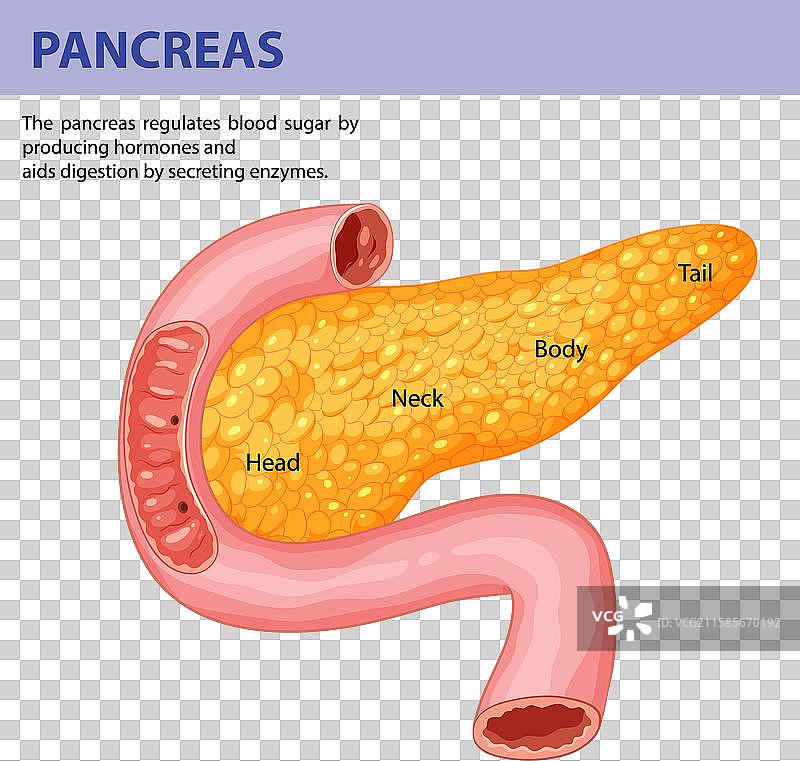 胰腺及其各部分的详细图解图片素材