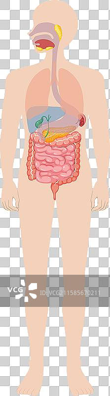人类消化器官的详细结构图片素材
