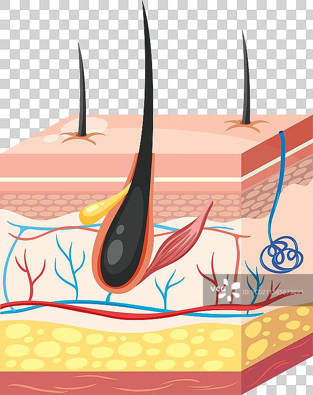 人类皮肤层次和结构的详细信息图片素材