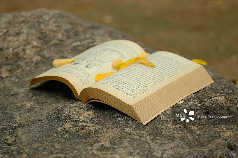 立秋秋天黄叶落叶石头蚂蚁。书。英文书。高清背景设计素材图片素材