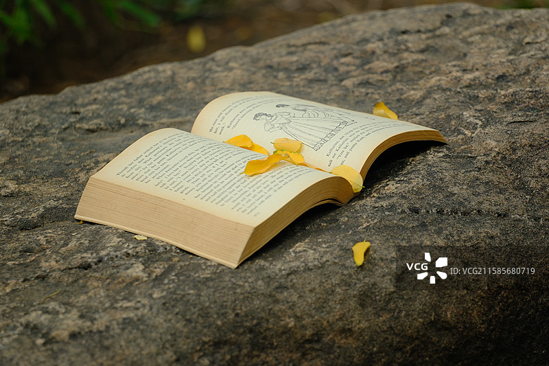 立秋秋天黄叶落叶石头蚂蚁。书。英文书。高清背景设计素材图片素材