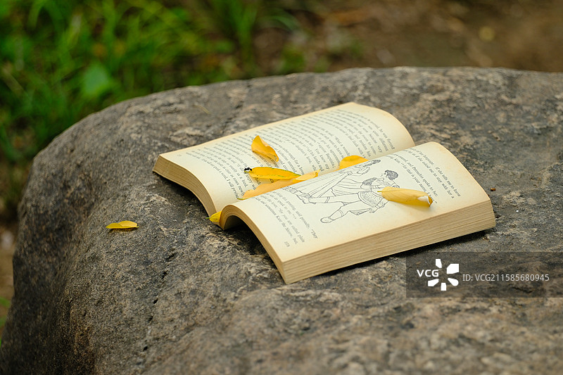 立秋秋天黄叶落叶石头蚂蚁。书。英文书。高清背景设计素材图片素材