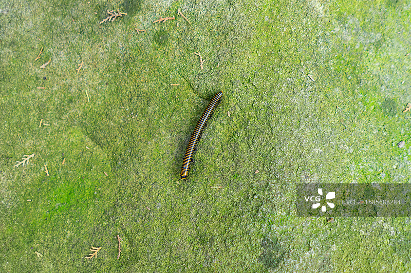 中国野生植物和野外植物拍摄主题，地面上正在爬行的黑色黄色相见的马陆千足虫，户外白昼无人图像摄影图片素材