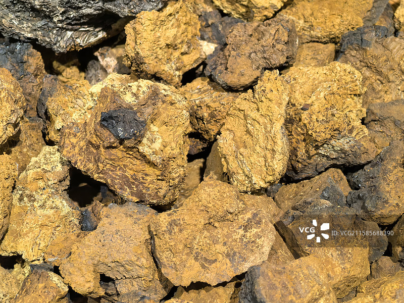 桦树茸图片素材