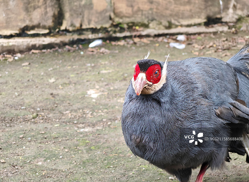 蓝马鸡图片素材