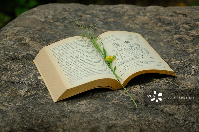 石头上一本野花野草陪伴着的英文书特写。高清背景图设计素材图片素材