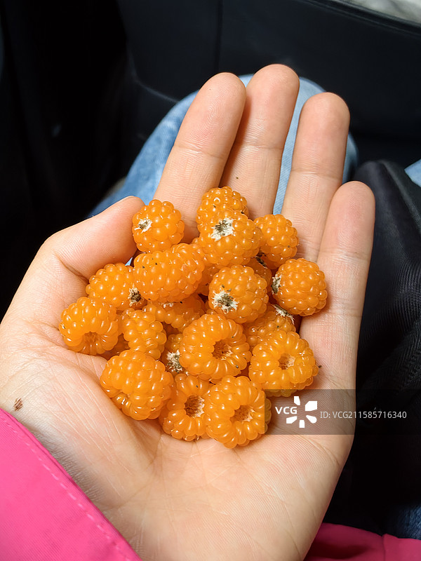 西藏林芝市摘野果图片素材