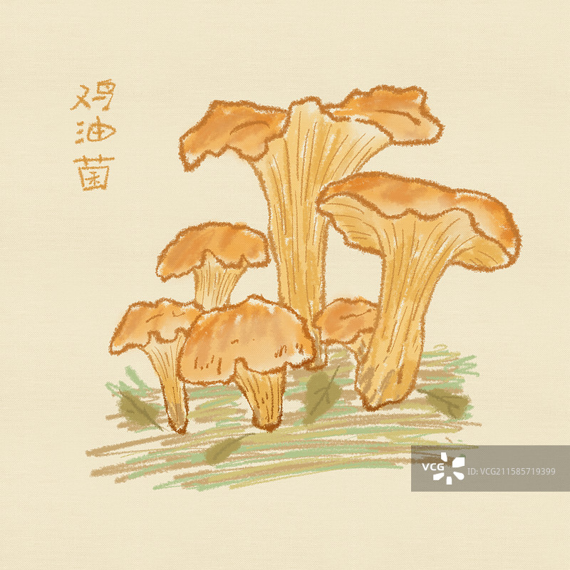 蘑菇插画-鸡油菌图片素材