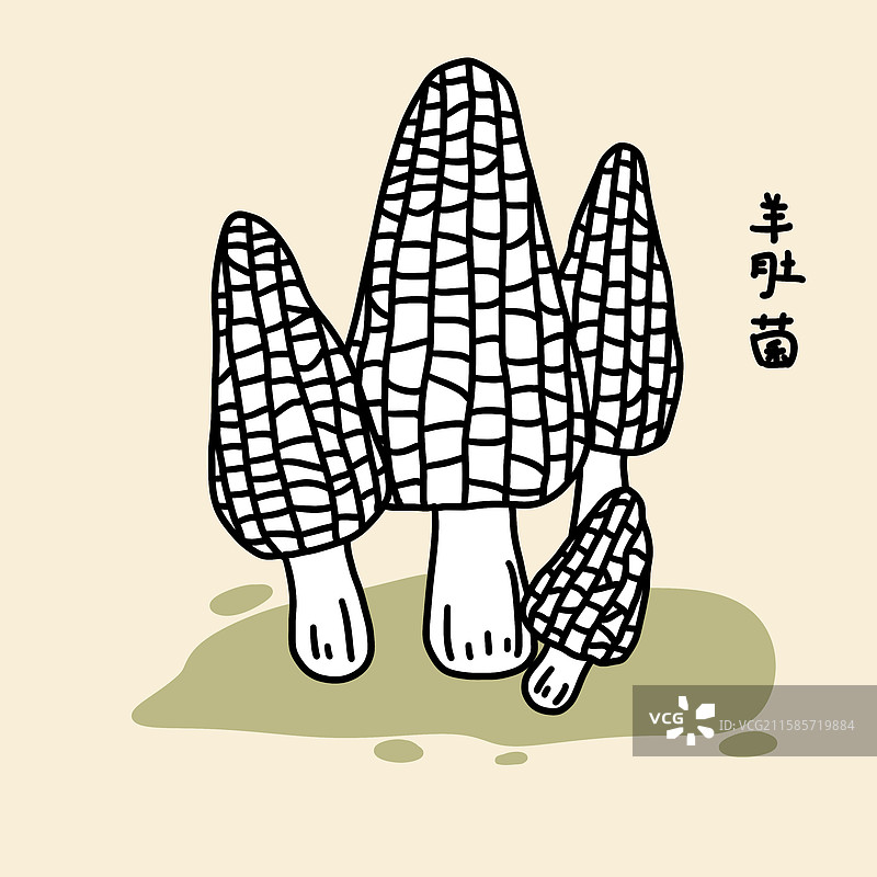 蘑菇插画-羊肚菌图片素材