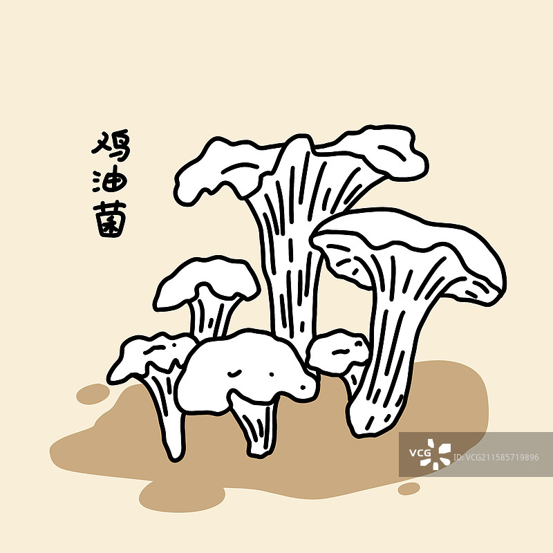 蘑菇插画-鸡油菌图片素材