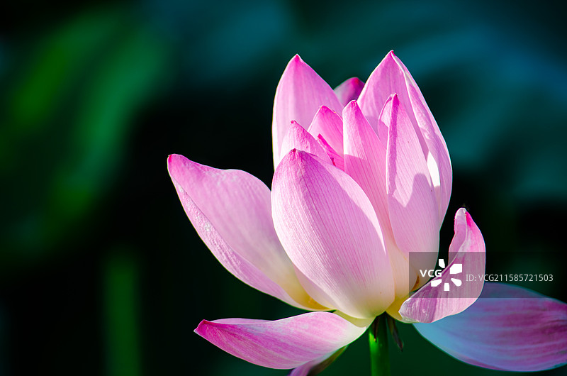 中国野生植物水生植物拍摄主题，夏天公园园林池塘荷塘湖水中绽放清新美丽荷花与荷叶，户外白昼无人图像摄影图片素材