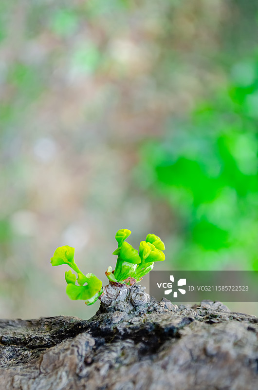 中国野生植物拍摄主题，春天的银杏树树干，生长出绿色嫩芽和树叶子，户外无人白昼图像摄影图片素材