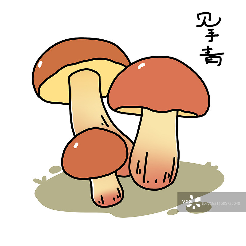蘑菇插画-见手青图片素材
