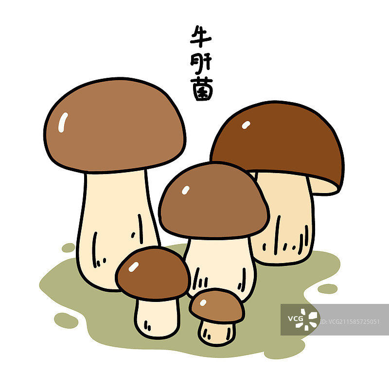 蘑菇插画-牛肝菌图片素材